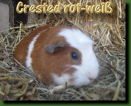Crested rot wei�